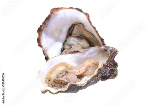Fresh oyster shell isolated on white