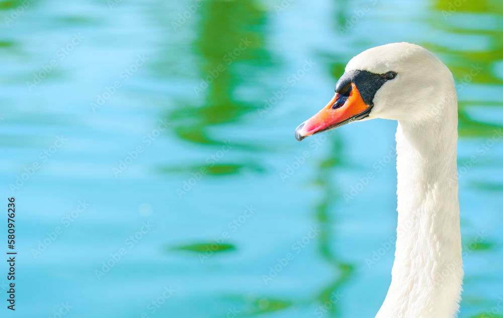 Obraz premium White Swan Close-up on Green Water Background