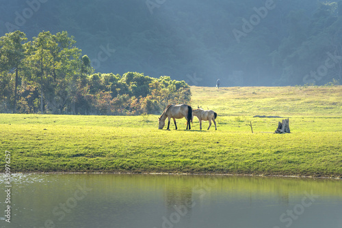 Herd of horses in Huu Lung, Lang Son province, Viet Nam