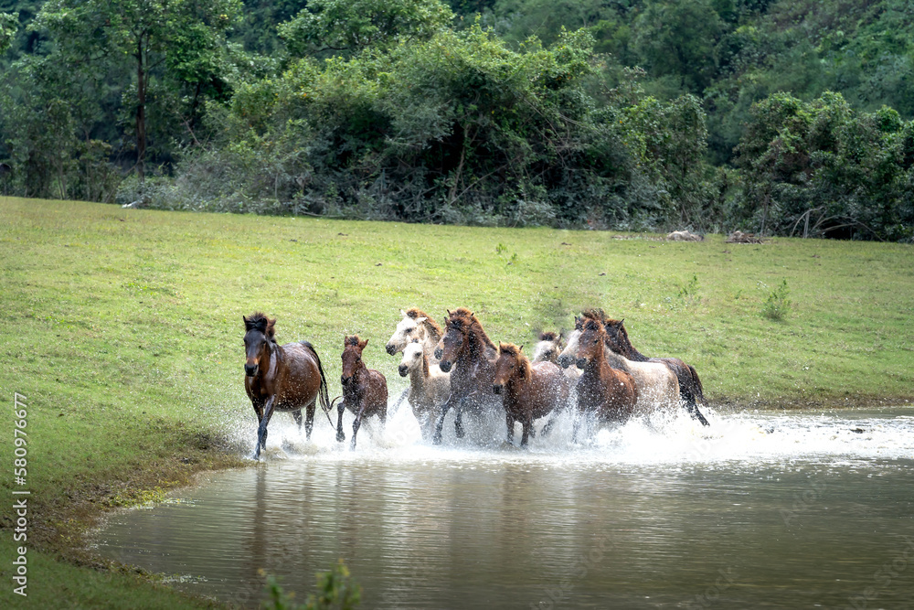 Obraz premium Herd of horses in Huu Lung, Lang Son province, Viet Nam