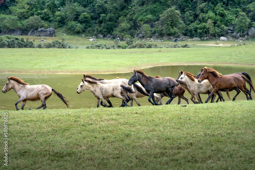 Herd of horses in Huu Lung, Lang Son province, Viet Nam © Quang