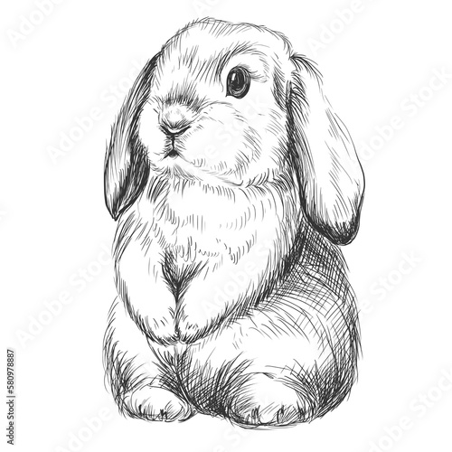 Cute bunny vector sketch. Animal drawing.