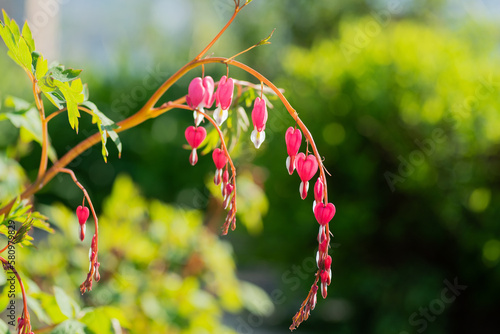 Flowers of dicentra at sunny day. Selective focus with shallow depth of field.