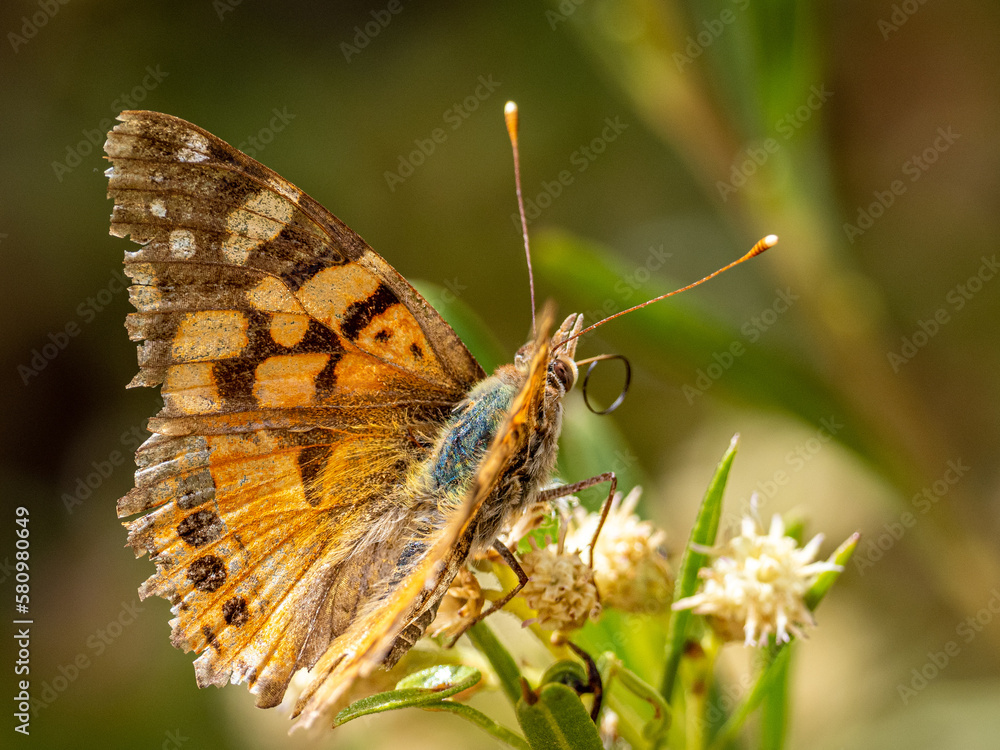 Obraz premium Schmetterling