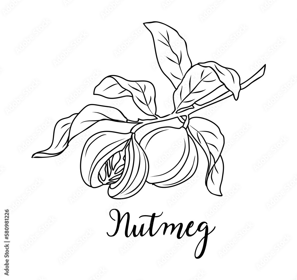Nutmeg spice Black and white line art drawing. Kitchen herbs and spices