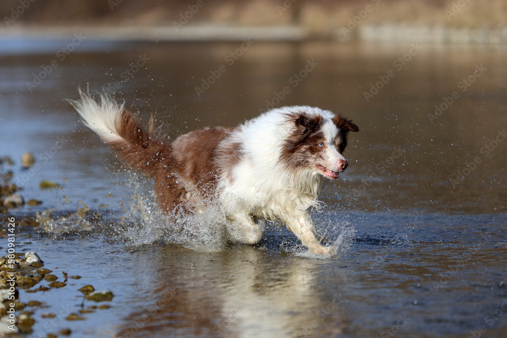 Adorable brown and white merle Bordercollie dog with striking blue eyes is running in the river water and having fun chasing a stick of wood.