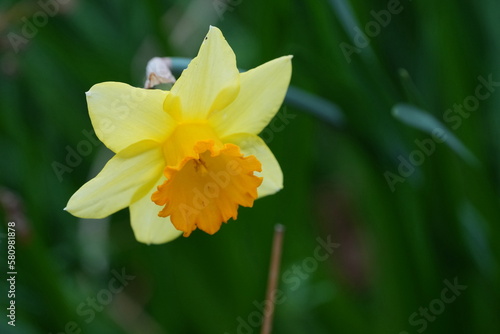 wild daffodil closed up