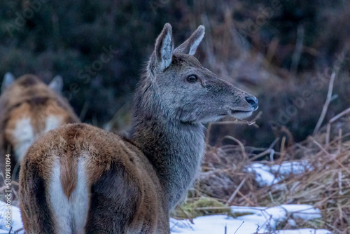 Fototapeta Naklejka Na Ścianę i Meble -  female red deer in the woods