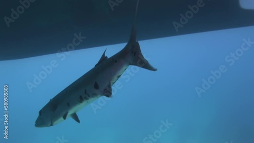 Wallpaper Mural Caribbean Sea, Commonwealth of the Bahamas - September 3, 2020: Torontodigital.ca