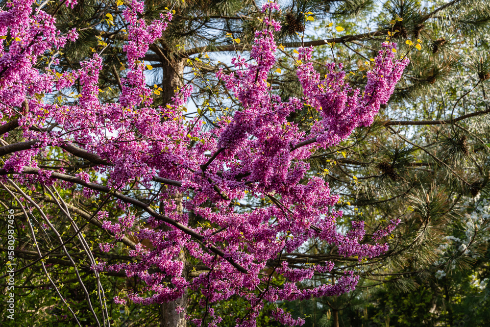 Pink flowers of Judas tree. Pink flowers on the branches of Oriental Redbud, or Oriental Redbud Cercis canadensis purple on blurred background. Selective focus. Landscape spring garden.