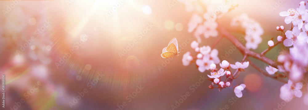 Spring Flowers and Fly Butterfly; Cherry Tree Blossoms On  With Defocused Sunlight Background- The Easter Nature - obrazy, fototapety, plakaty 