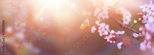 Spring Flowers and Fly Butterfly  Cherry Tree Blossoms On  With Defocused Sunlight Background- The Easter Nature