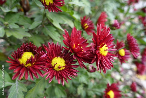 Wine red and yellow flowers of Chrysanthemums in November