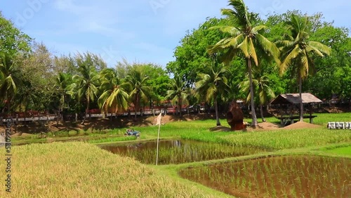 Beautiful scenery of rice fields in Langkawi Malaysia photo