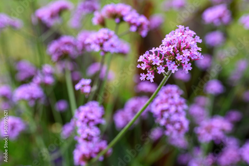 Purpletop vervain flower in the garden © Bits and Splits