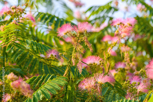 Mimosa or Persian silk tree (Albizia julibrissin) in bloom with beautiful pink flowers