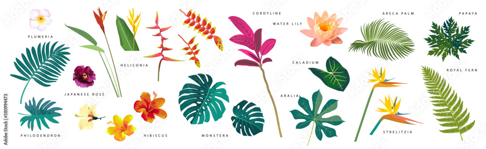 Set of realistic tropical leaves and flowers with names on white background. Monstera, strelitzia, heliconia, hibiscus, areca palm, cordyline, lily, philodendron. Artistic botanical illustration - obrazy, fototapety, plakaty 