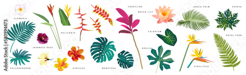 Set of realistic tropical leaves and flowers with names on white background. Monstera, strelitzia, heliconia, hibiscus, areca palm, cordyline, lily, philodendron. Artistic botanical illustration