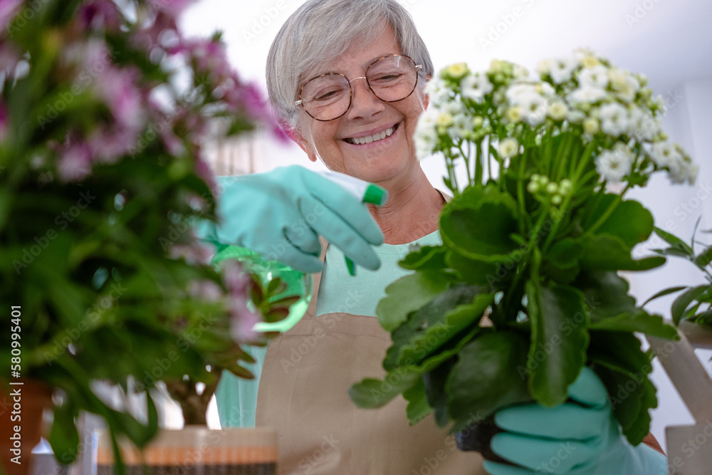 Closeup of smiling senior caucasian woman gardener in casual clothes and protective gloves taking care of house plants, concept of home garden and hobby Closeup of smiling senior caucasian woman gardener in casual clothes and protective gloves taking care of house plants, concept of home garden and hobby