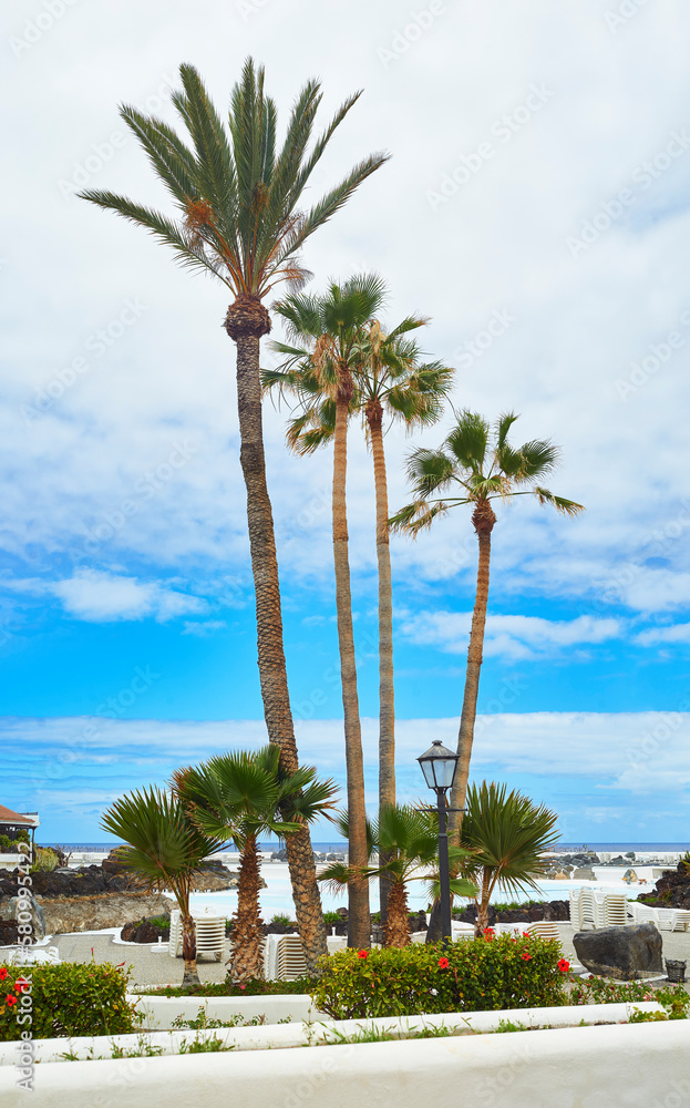 Beautiful palm trees on Tenerife coast