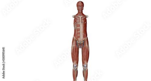 The abdomen is the part of the body between the thorax (chest) and pelvis, in humans and in other vertebrates.