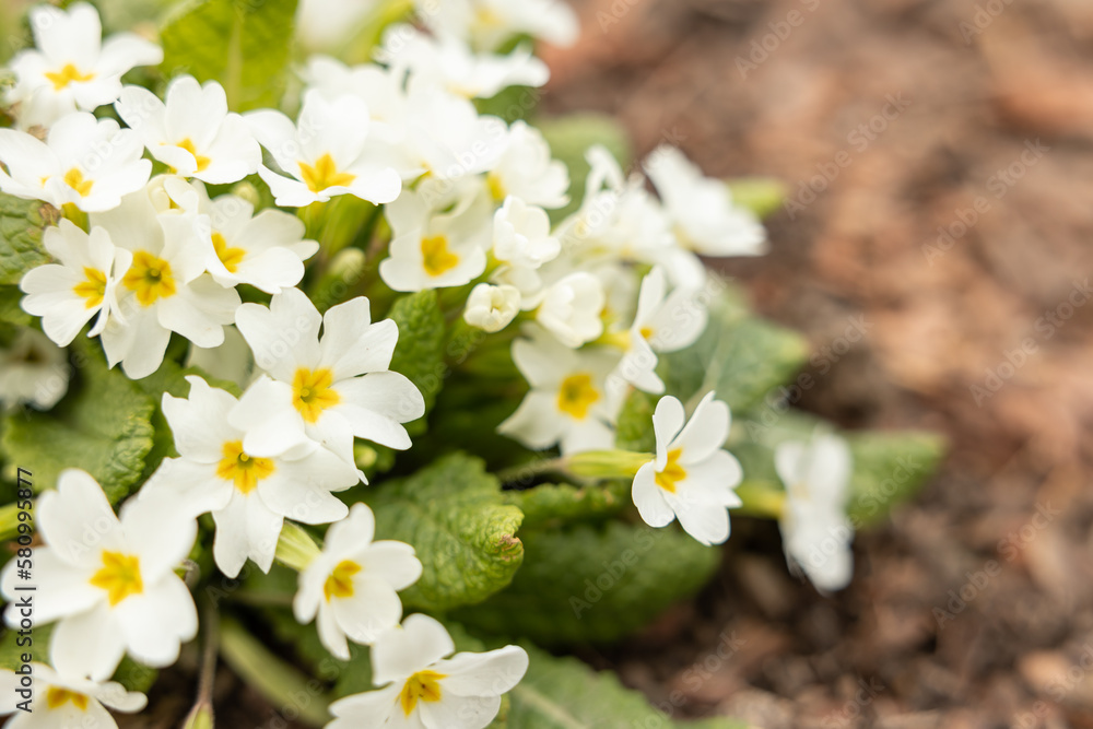 Obraz premium Primula Vulgaris. Spring white primrose flowers in garden. Floral background. Selective focus