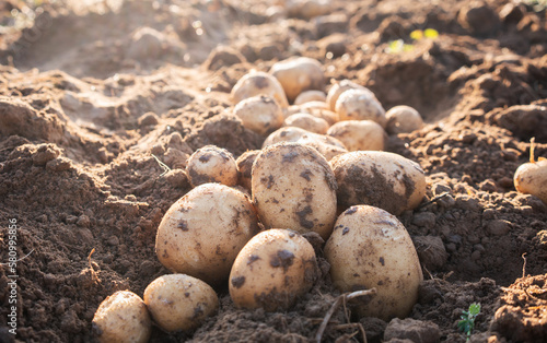 Pile of organic potatoes in field.Harvesting organic potatoes.