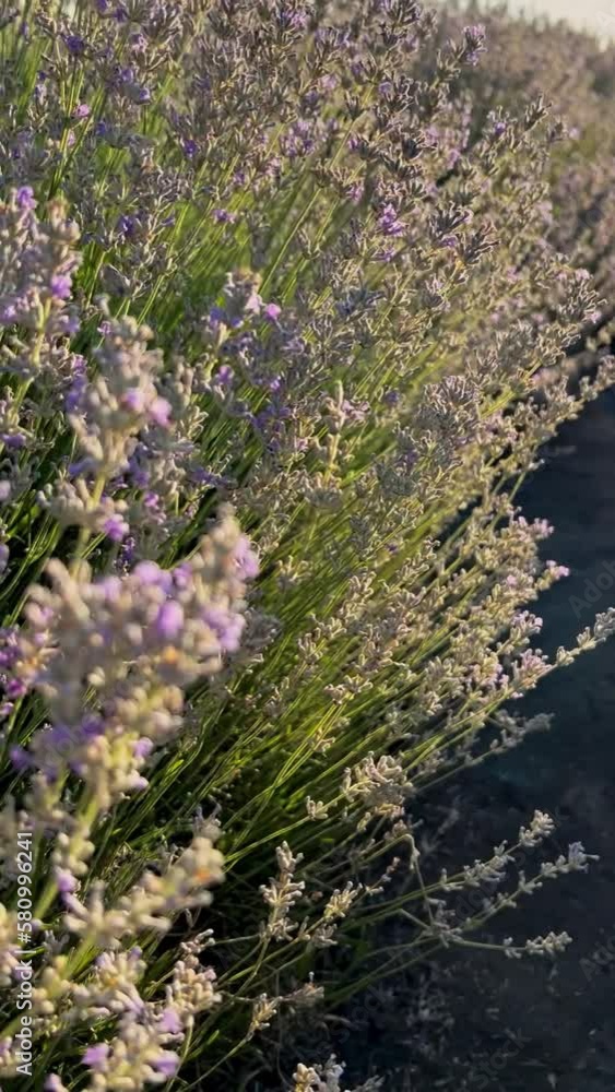 Growing lavender swaying in the wind over the sunset sky. Growing lavender swaying in the wind over the sunset sky.