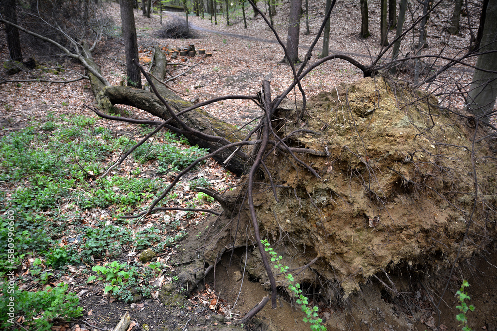 Obraz premium Storm damage. Trees in the forest after a storm.