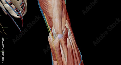 The cubital (anticubital) fossa is a triangular-shaped depression over the anterior aspect of the elbow joint. photo
