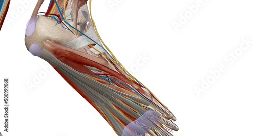 Each foot has 28 bones, 30 joints, and more than 100 muscles, ligaments, and tendons. photo