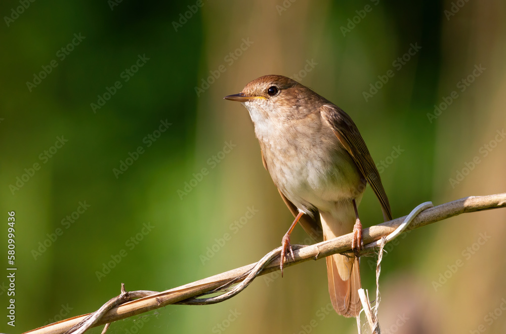 Thrush nightingale, Luscinia luscinia. A bird sits on a reed stalk on a riverbank Thrush nightingale, Luscinia luscinia. A bird sits on a reed stalk on a riverbank