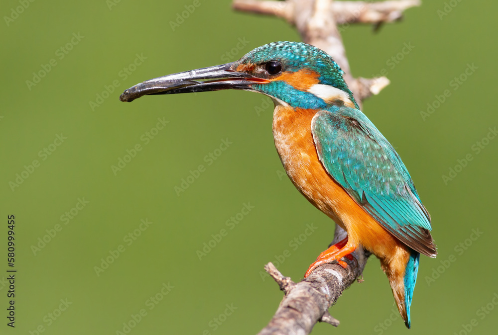 Obraz premium Сommon kingfisher, Alcedo atthis. A male bird with his prey sits on a branch by the nest