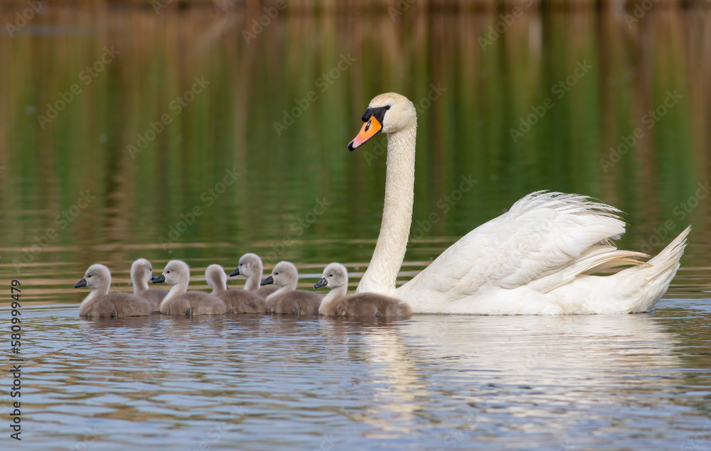 Mute swan, Cygnus olor. A bird with small chicks floats down a river Mute swan, Cygnus olor. A bird with small chicks floats down a river