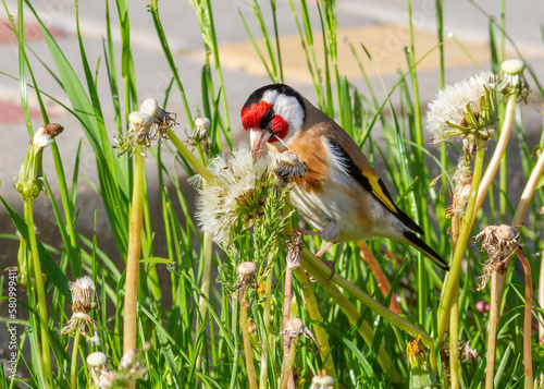 Bilde på lerret European goldfinch, Carduelis carduelis