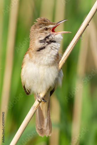 Great reed warbler, Acrocephalus arundinaceus. A bird sings while sitting on a reed stalk
