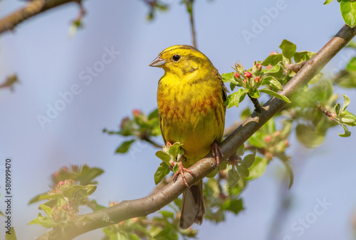 Yellowhammer, Emberiza citrinella. A bird sits on a branch