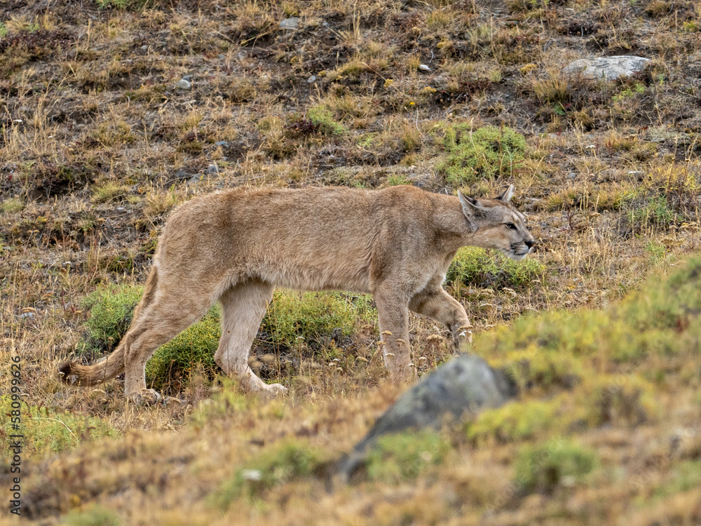 Fototapeta premium Puma