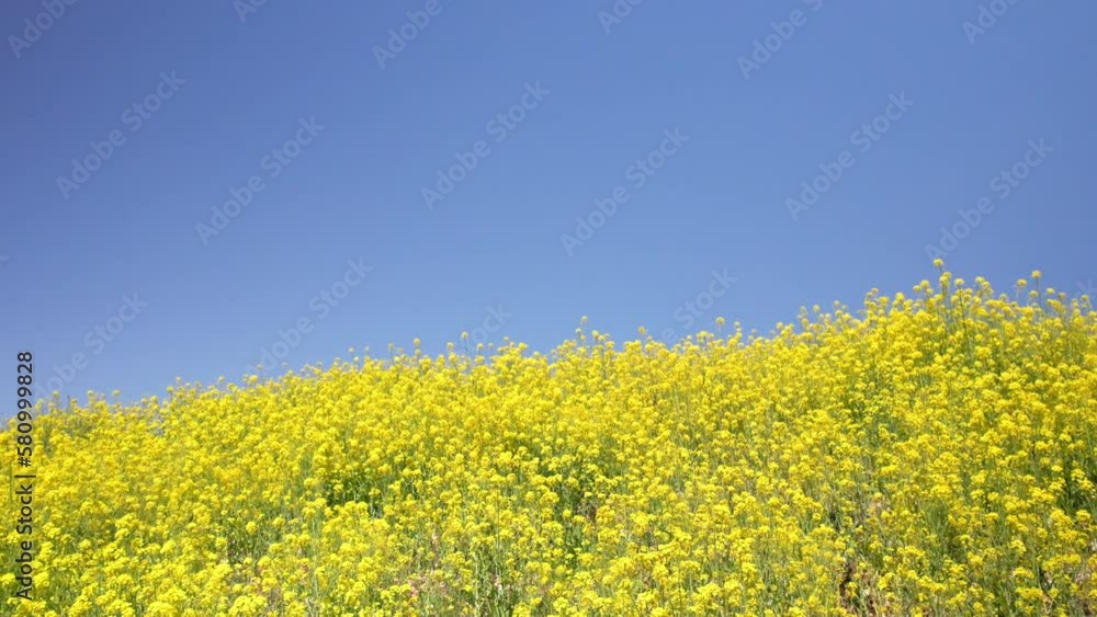 満開の菜の花と青空　春イメージ