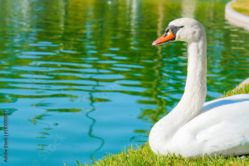 Fototapeta Naklejka Na Ścianę i Meble -  Graceful White Swan Rests by the Lake
