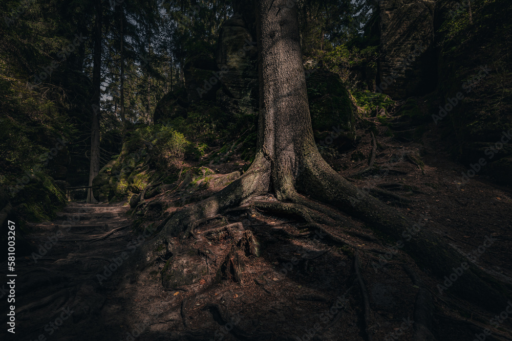 Adršpach Rocks - Adršpach-Teplice Rocks Nature Reserve, Czech Republic - adventure path in forest, monumental tree