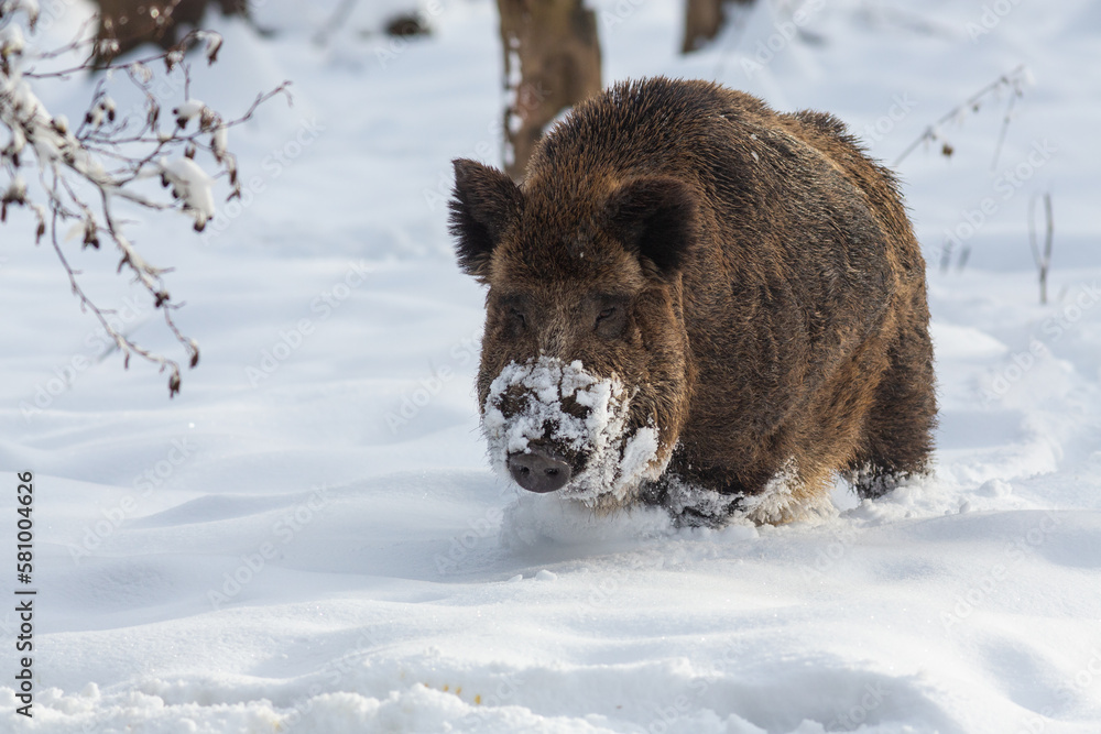 Wildschwein Wildschwein