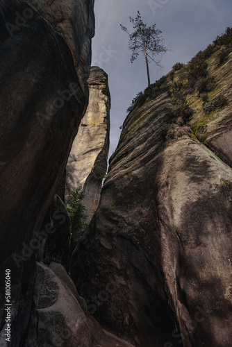 Adršpach Rocks - Adršpach-Teplice Rocks Nature Reserve, Czech Republic - tree on the rocks