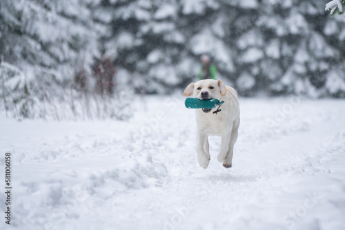 Labrador retriever carrying a training dummy during training in winter © Aleksandr
