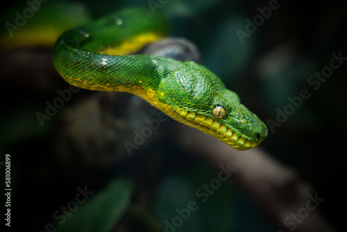 green snake close up