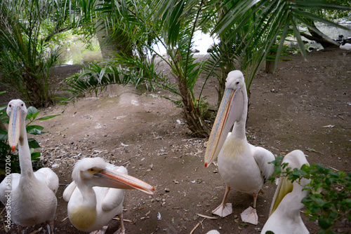 Pelican family (Pelecanus onocrotalus)