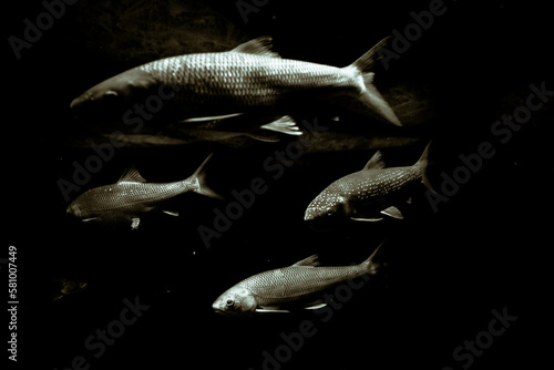 trout underwater, black and white photo