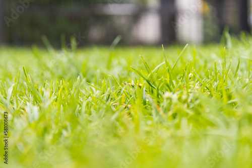 Macro shot of green grass