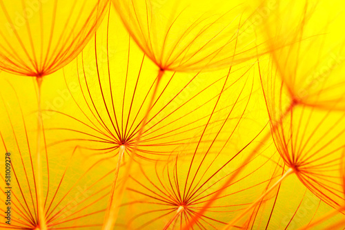 Dandelion flower on sun