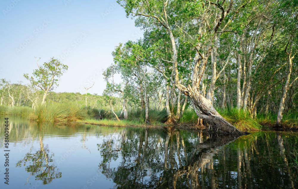 White samet or cajuput trees in wetlands forest with reflections in water. Greenery botanic garden. Freshwater wetland. Beauty in nature. Body of water. Lush green forest in wetland. Environment day. White samet or cajuput trees in wetlands forest with reflections in water. Greenery botanic garden. Freshwater wetland. Beauty in nature. Body of water. Lush green forest in wetland. Environment day.